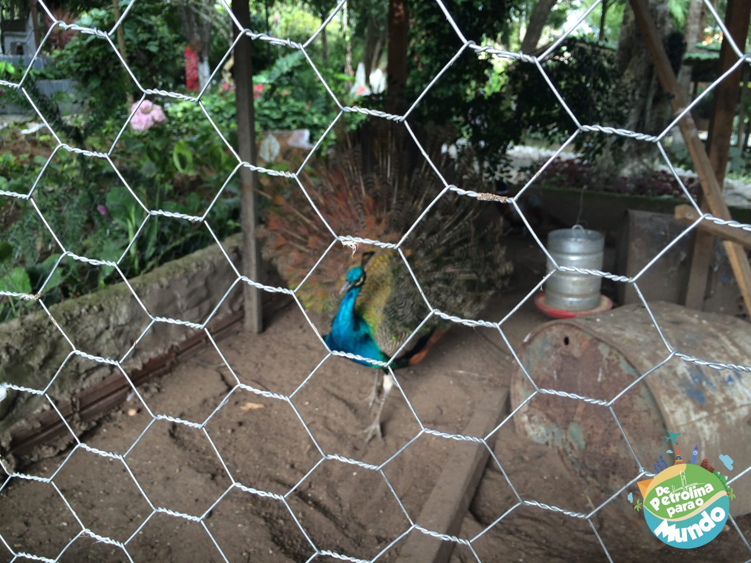 2 dias em Garanhuns - PE 59 Pau Pombo