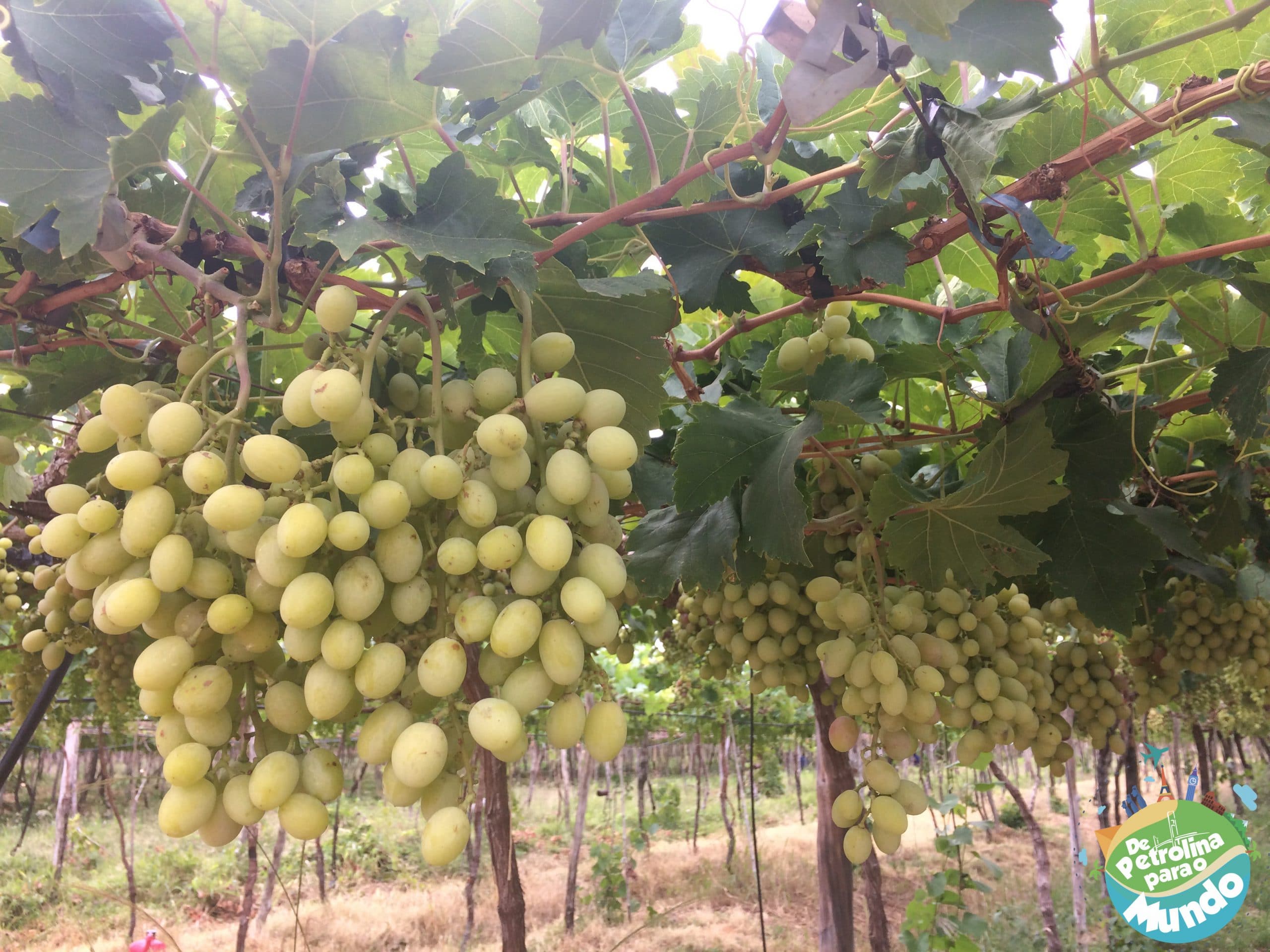 Associação de produtores de uva