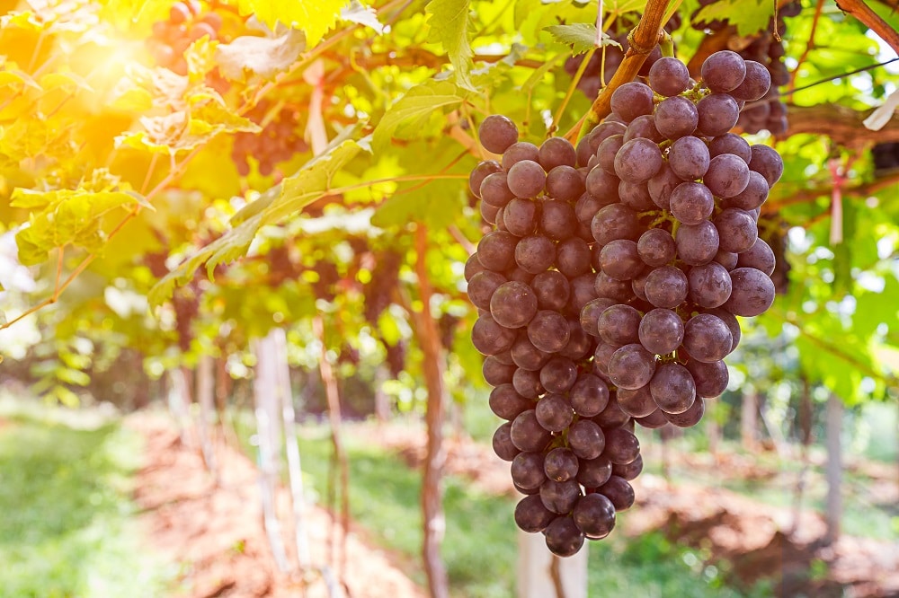 uvas tintas para produção de vinho