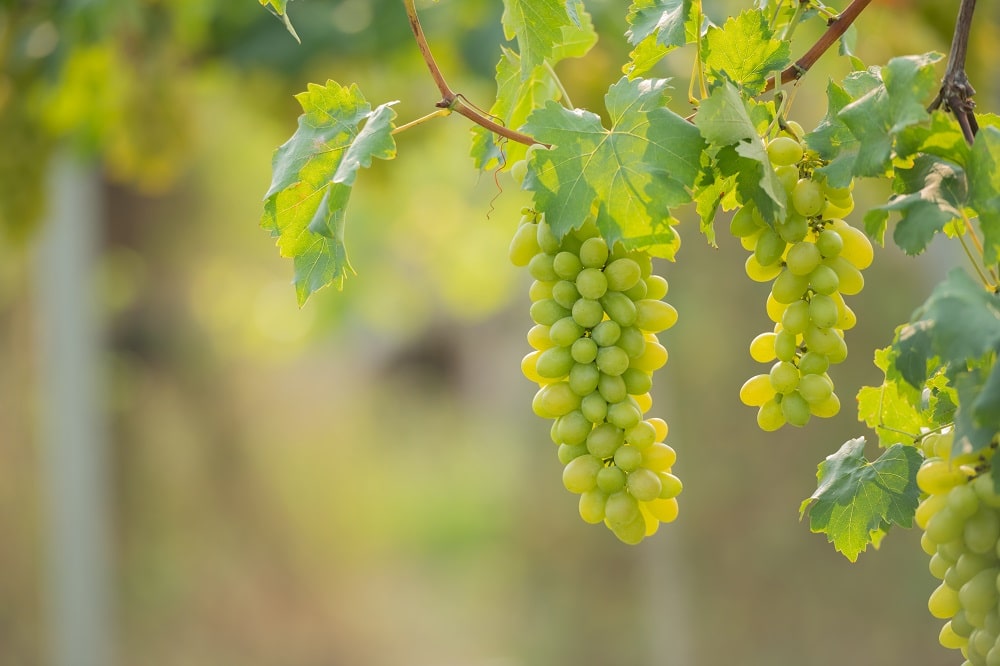 uvas brancas para produção de vinhos